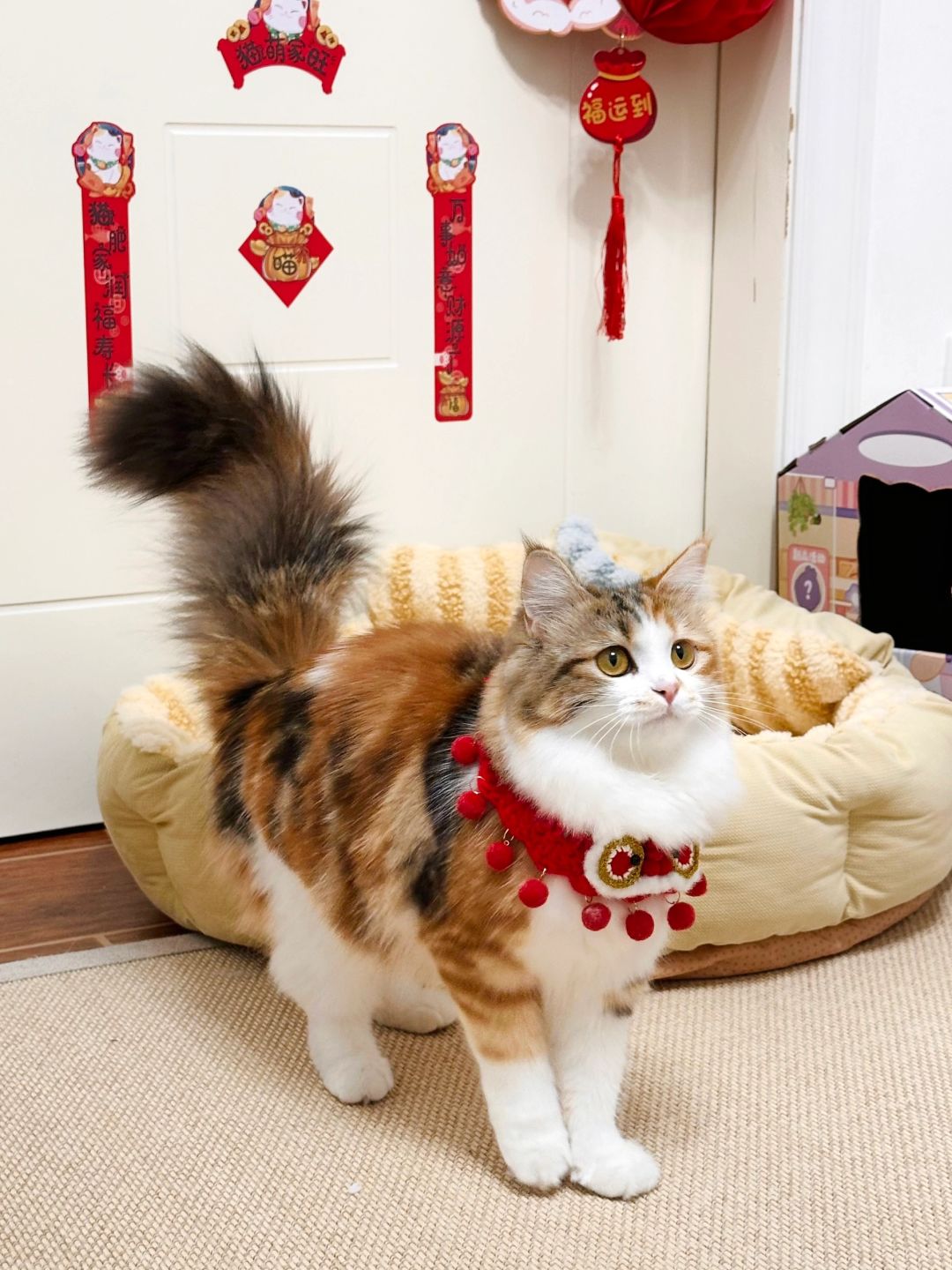 春节小猫也要有仪式感！