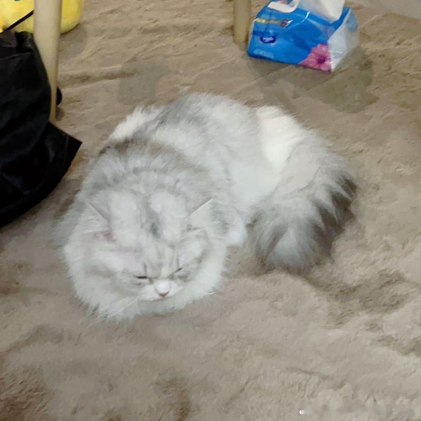 不丢小丢揣手手打盹😺 