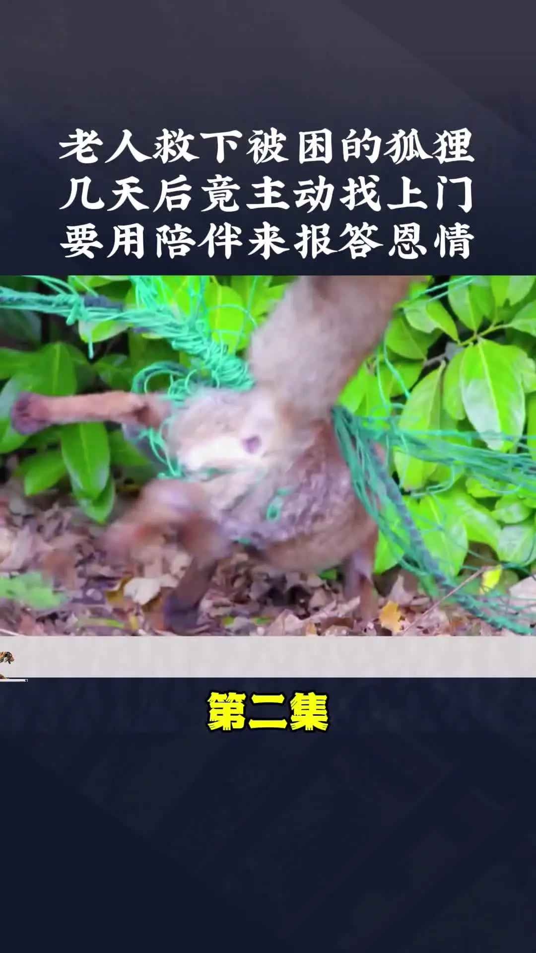 动物的迷惑行为 内容启发搜索
