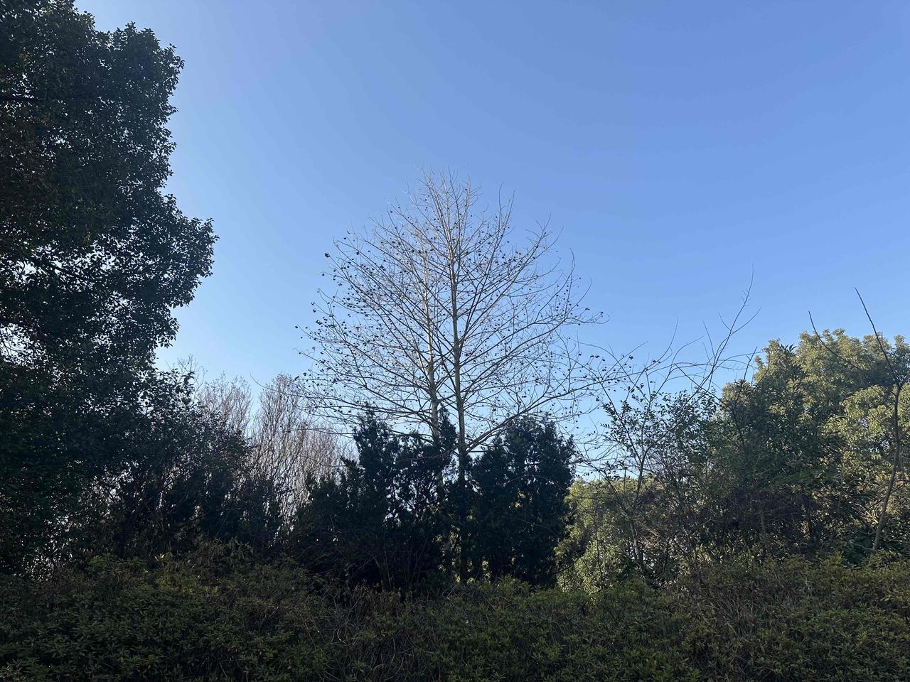 晒图笔记大赛公园的天空随手拍