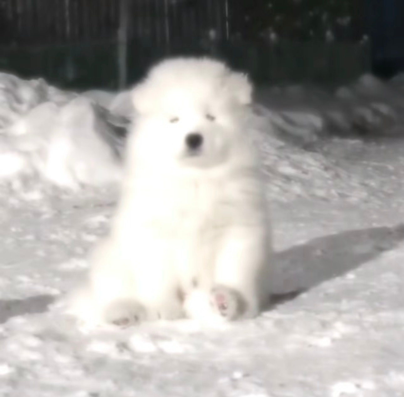 咕咕咕？车尾门有点猫饼了，抓紧去修。今天早上大概率不点名嗷。我替车车谢谢各位了[