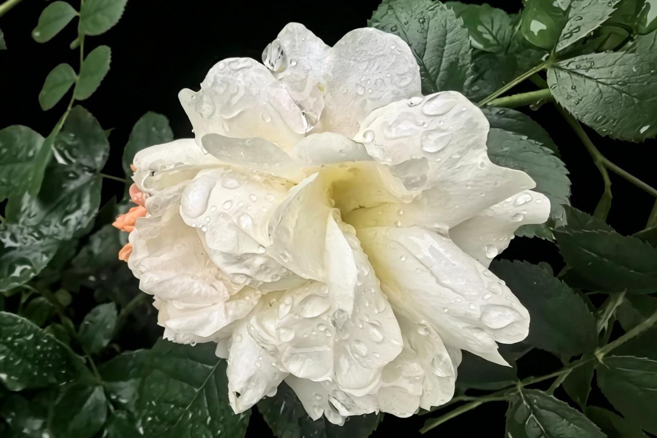 雨后初晴，洁白玫瑰绽放，宛如人间仙境。