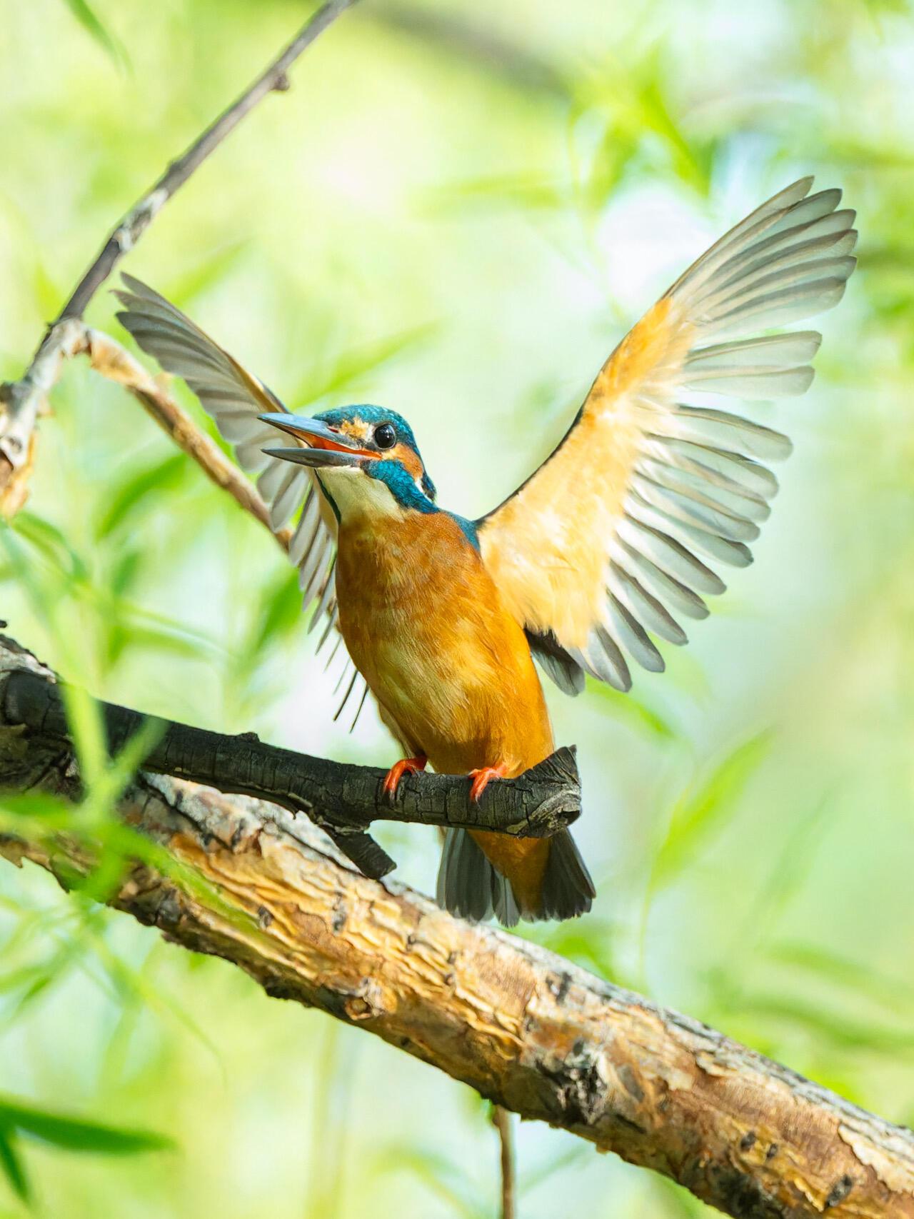 多情翠鸟枝间绕，婉转清音唤早春。
莫道芳华无觅处，翩跹丽影已传神。