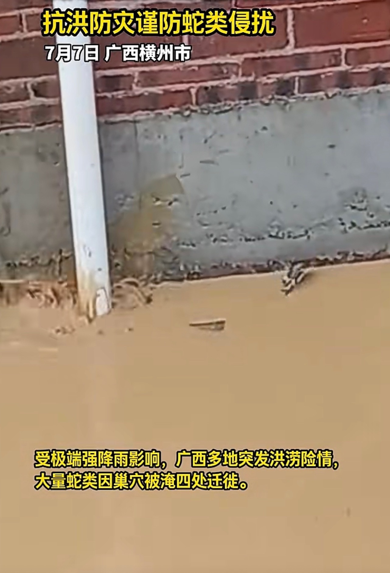 广西暴雨小心蛇类出没广西持续暴雨积水，蛇洞被淹大量蛇入户、下地觅食！出门穿雨靴、