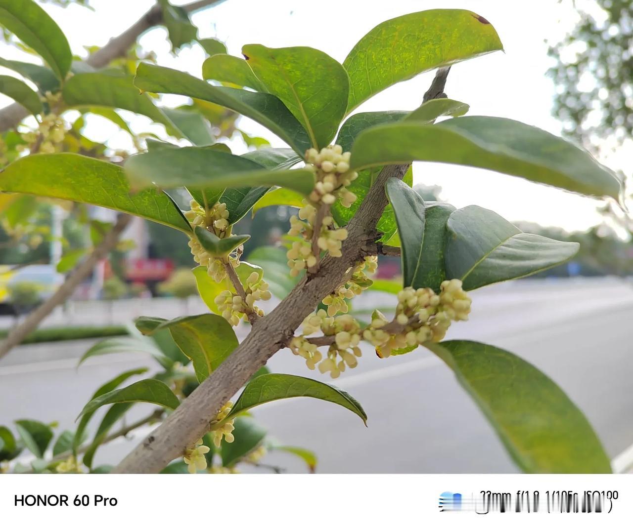 今年的桂花，开得晚，香味儿淡。你感觉到了吗？知道因为什么吗？#桂花总算开了# #