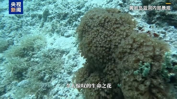 6月25日，生态环境部正式发布《2025年黄岩岛蓝洞调查报告》，公布了我国首个珊