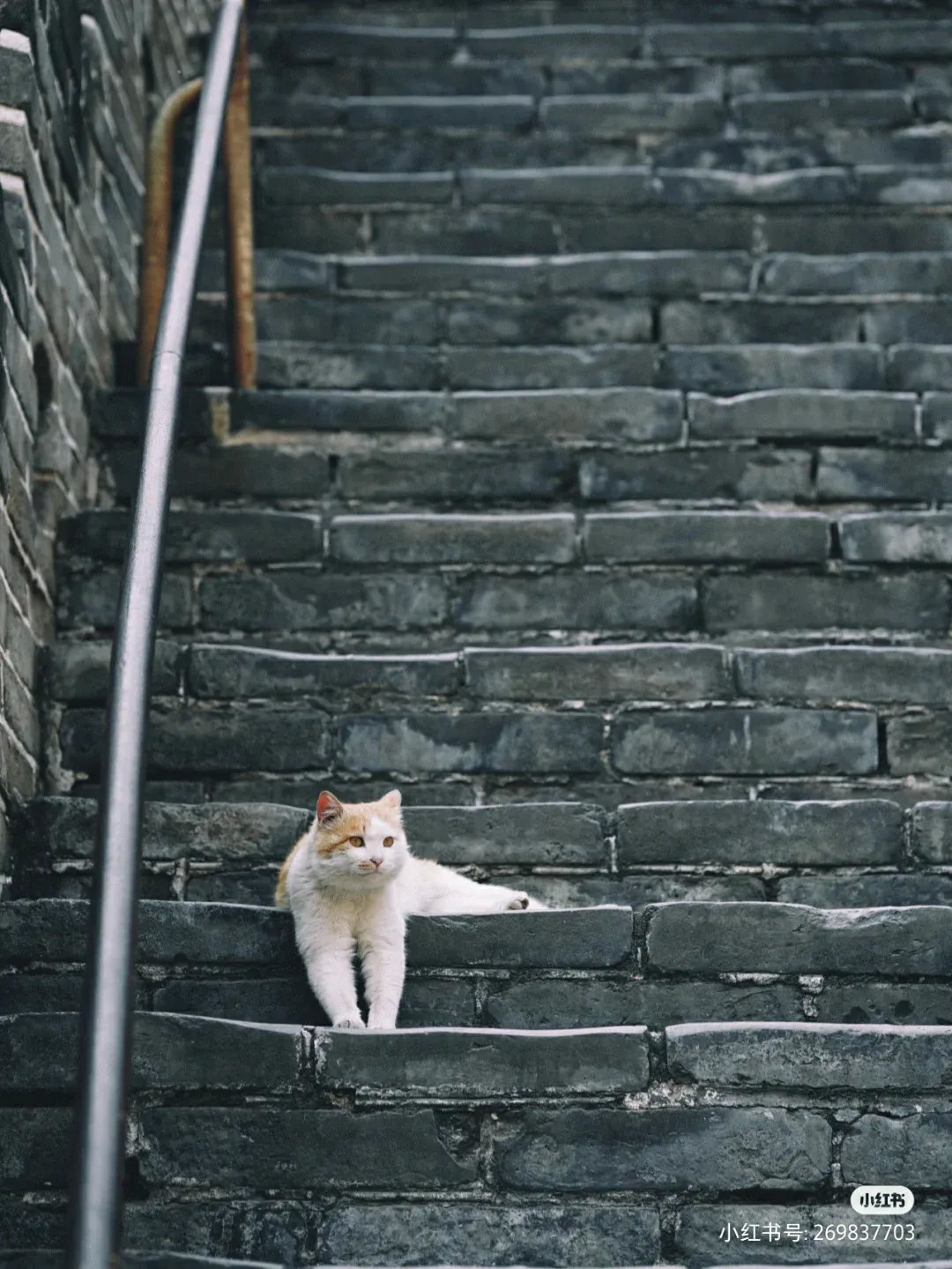 躺在长城上看人来人往最舒服了。北城的猫咪真的太招人喜欢了。每个路过的朋友都会夸奖