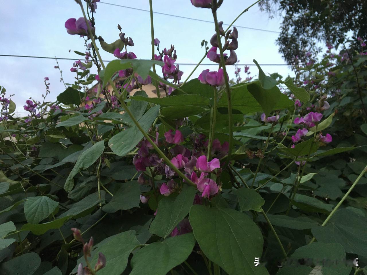 投资股票的真谛，巴菲特用一句话就精准点透：“股票不过是穿着股票外衣，参加华尔街化