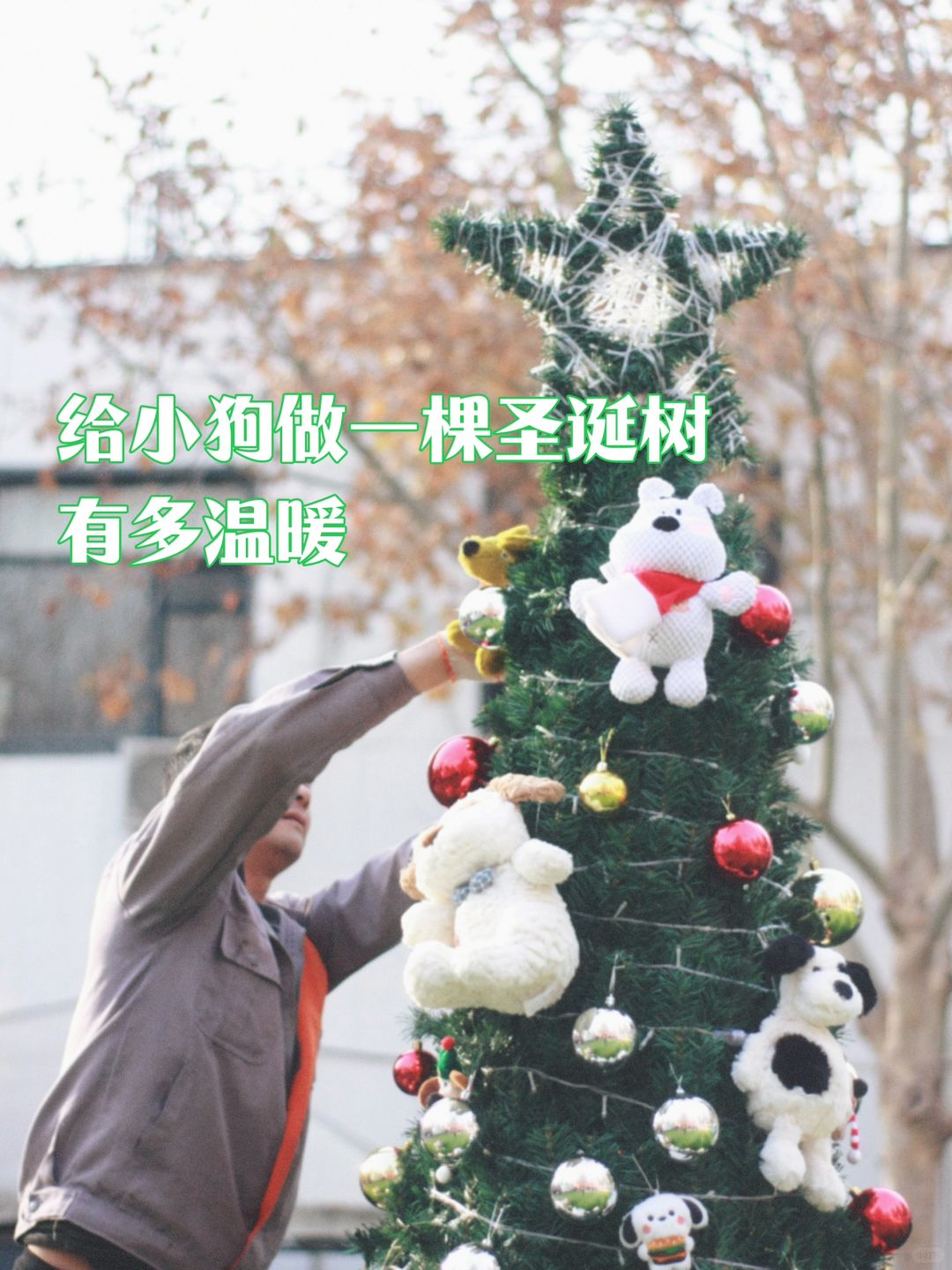 在北京，给小狗做一棵圣诞树有多温暖