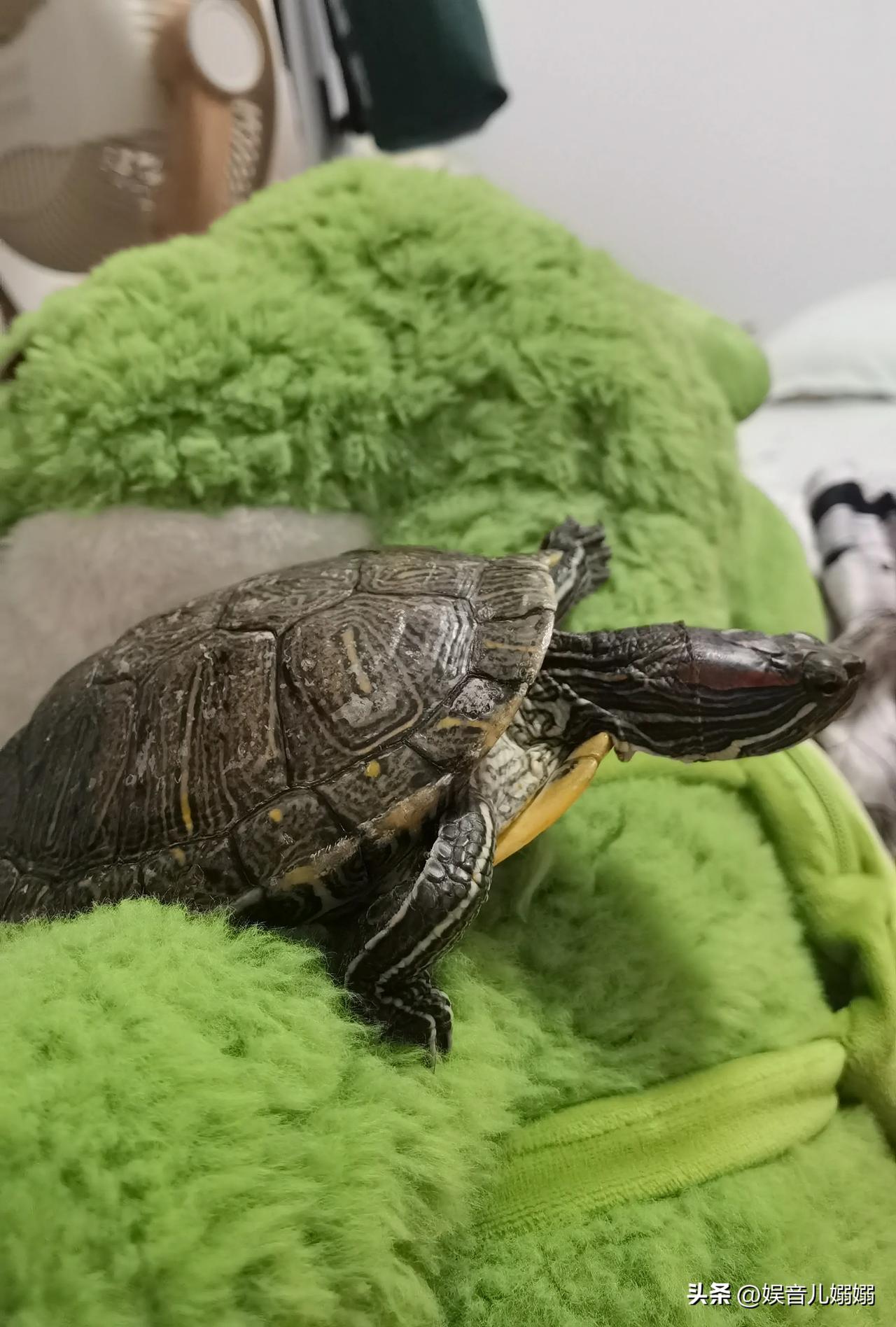 9岁莫扎特巴西龟惬意生活🐢乌龟 宠物 龟日常 乌龟宝宝