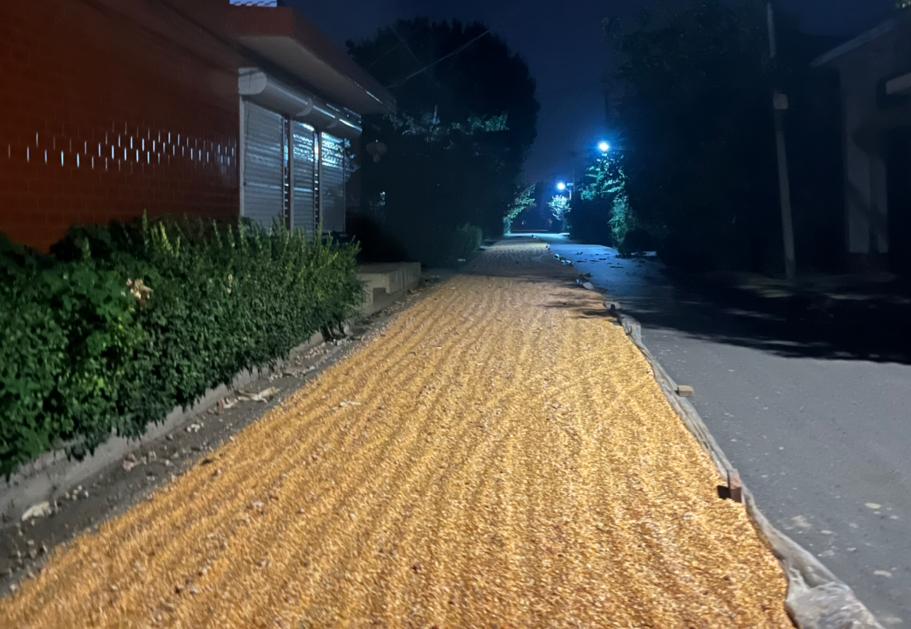 秋收开始了，凌晨路过村庄，脱好的玉米晒在道路上，占据了一半位置，旁边放了一些砖块