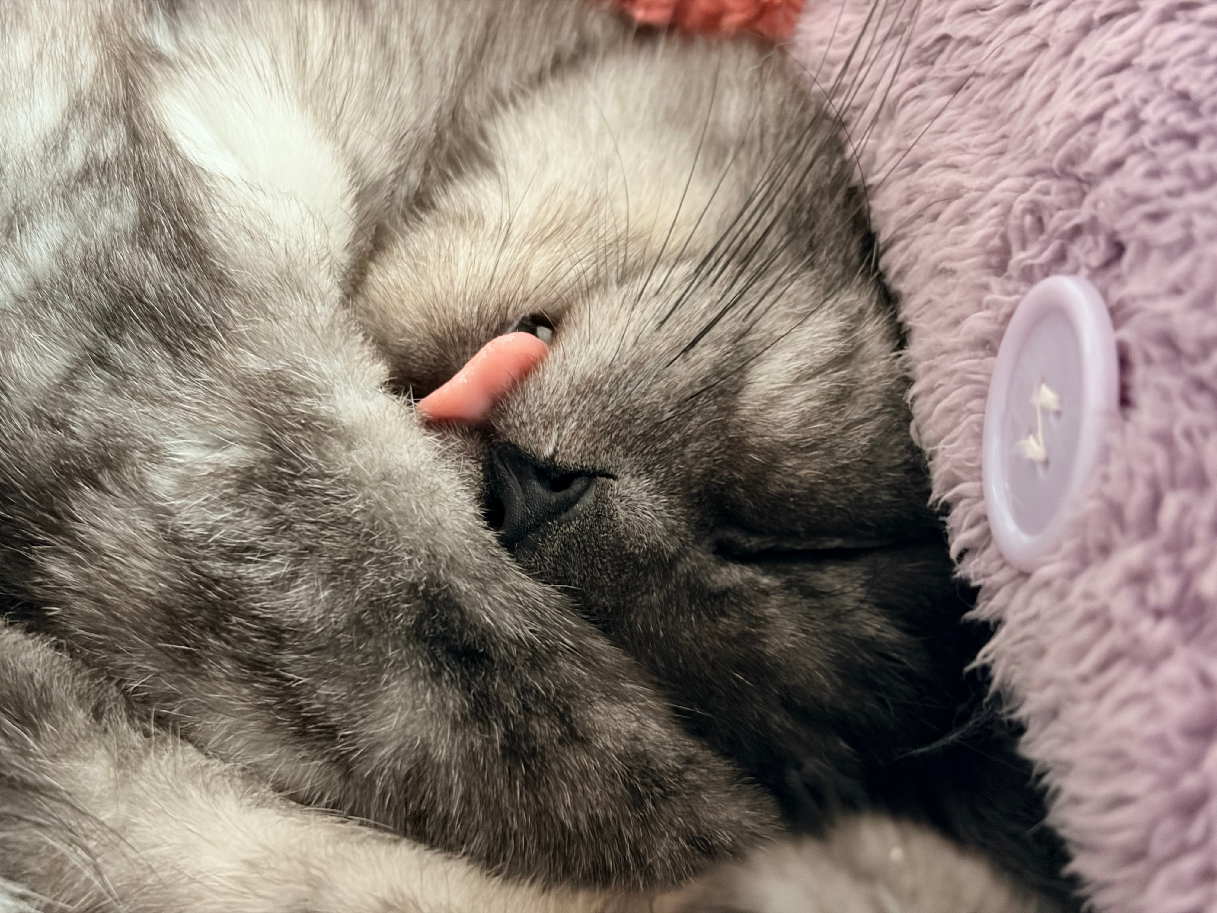 猫 我也算电子产品吗你就说这小玩意儿谁能不爱呢？每次我回家，黑卡都第一时间冲过来