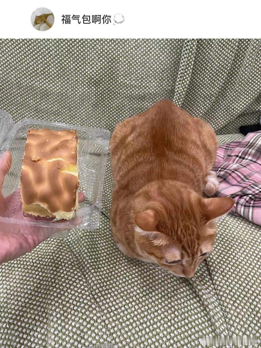 小猫和虎皮蛋糕撞衫了 ​​​