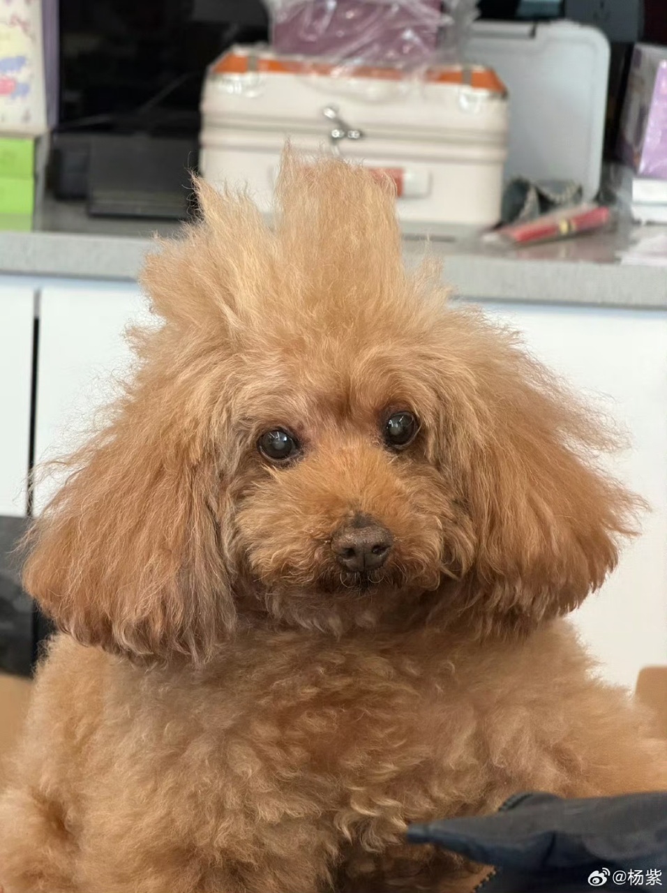 杨紫杨紫对小piu表白 杨紫对小piu表白，我爱我的小piu，就想问谁给piup