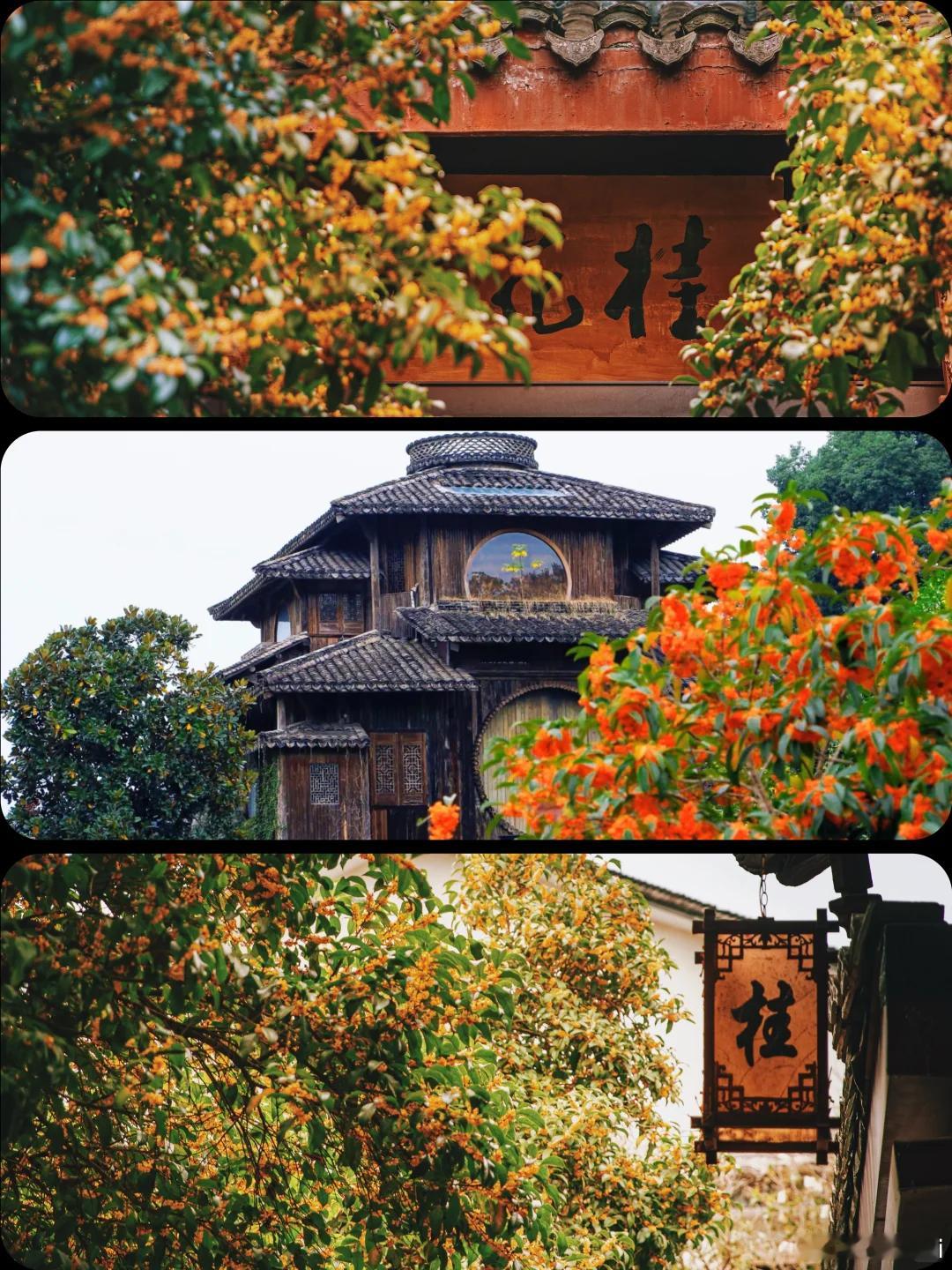 秋日特辑之满觉陇 西湖满觉陇，中秋桂香天花板！🌼 金桂缀枝，秋风送香，落桂如雨