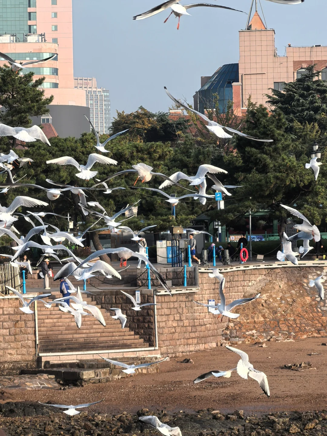 11.15青岛栈桥海鸥实况 晴天居然不冷！