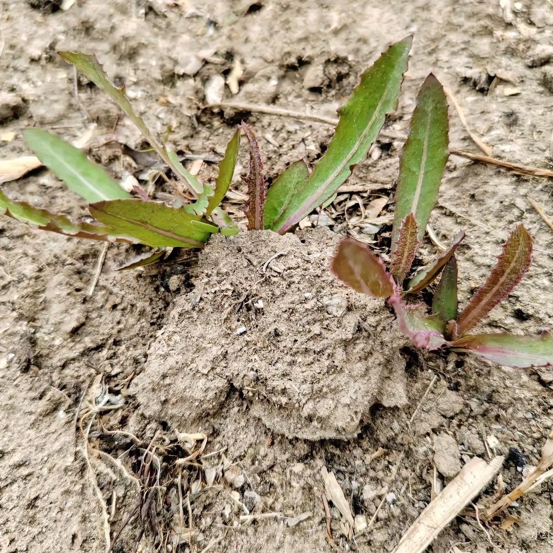 你们吃过曲麻菜吗？当时听完后，认为很神奇，原来就是我们叫的甜苣！[捂脸]