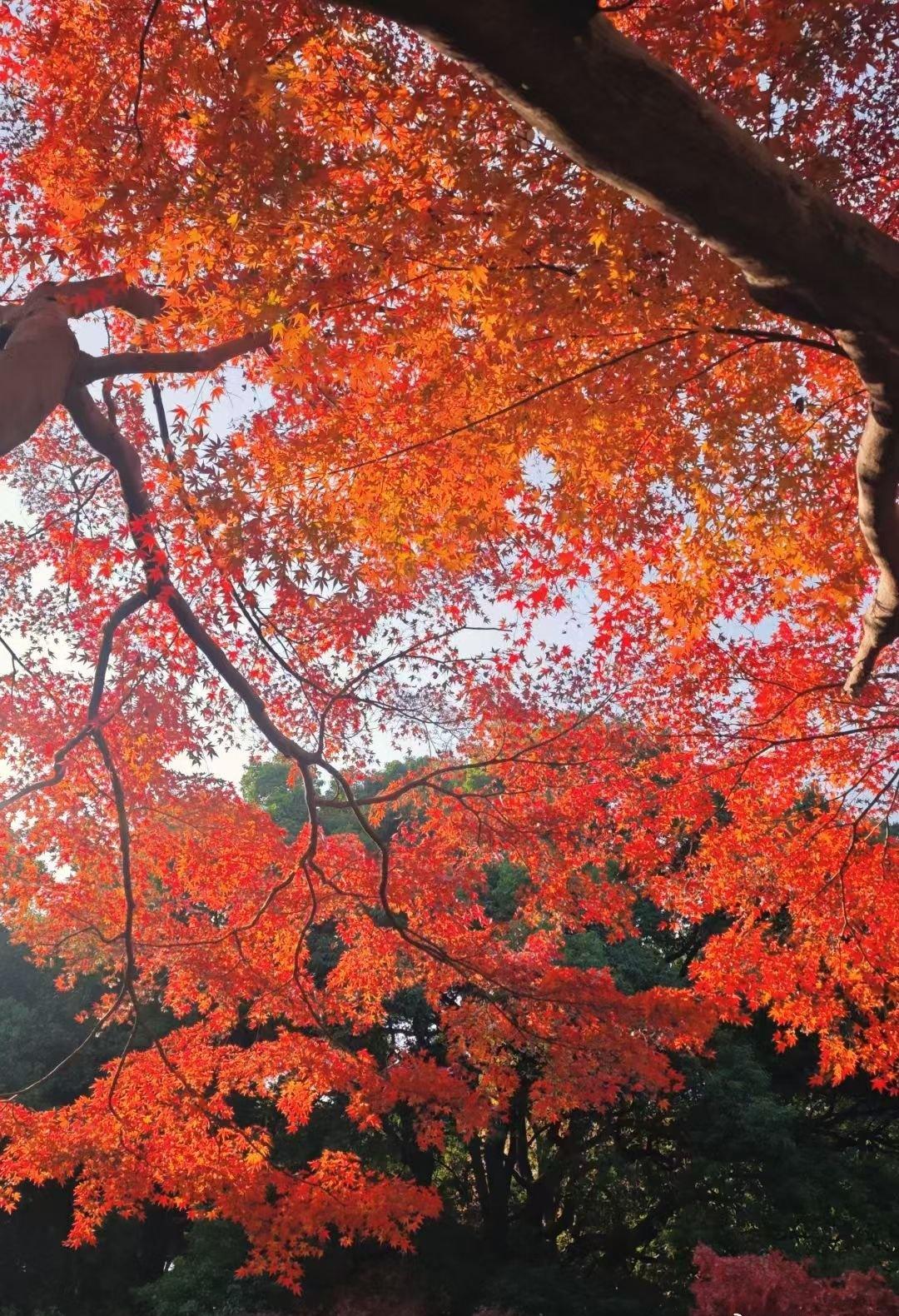 厦门理工学院前身为鹭江职业大学，于1981年10月15日与厦门经济特区同年同月同