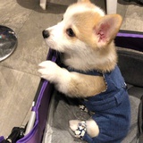 糯米胖侃侃体育