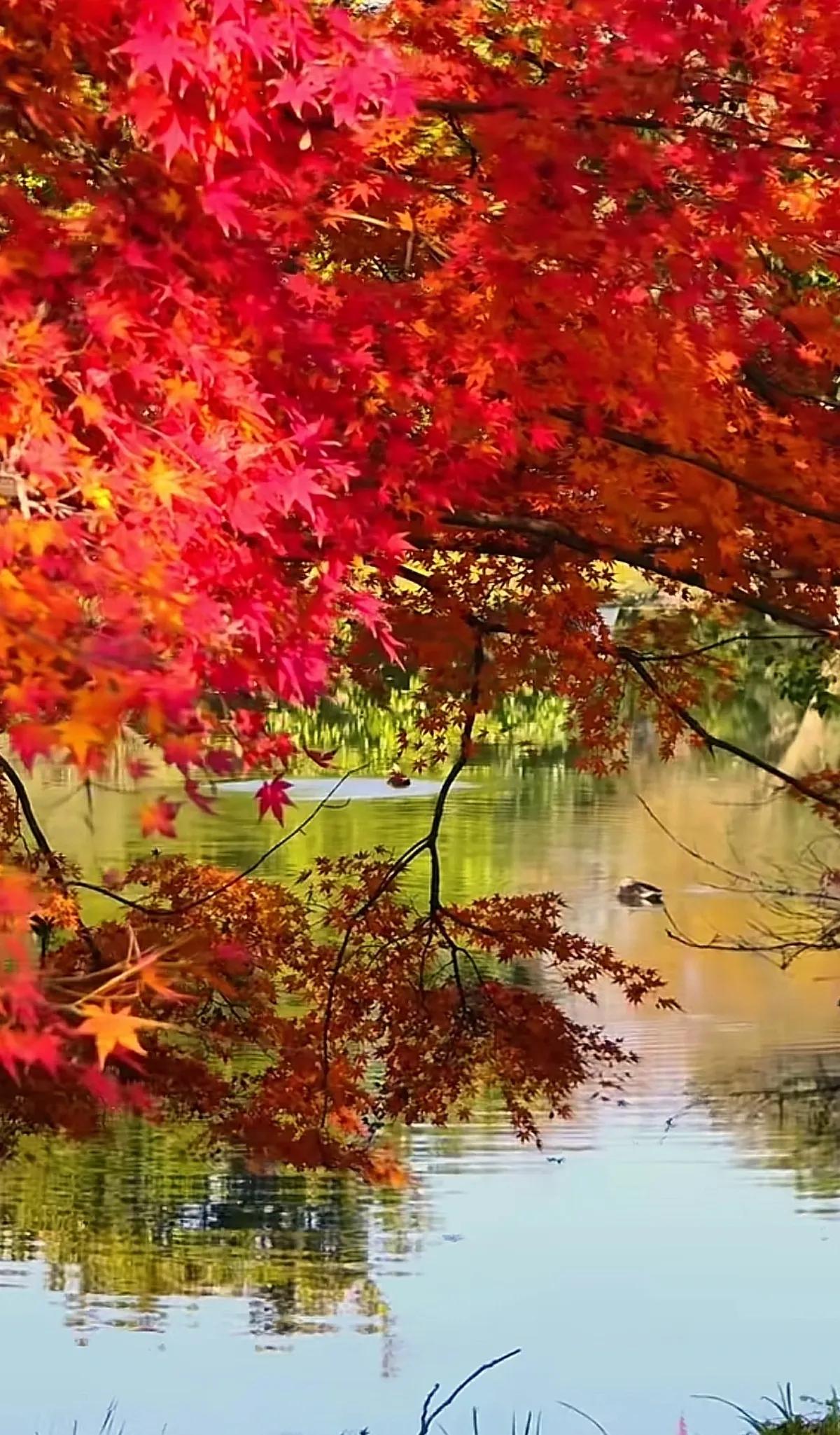 红叶满山秋，碧波映晚霞。红枫秋韵 美丽的枫景 身边秋色美如画 红叶风景如画 秋韵