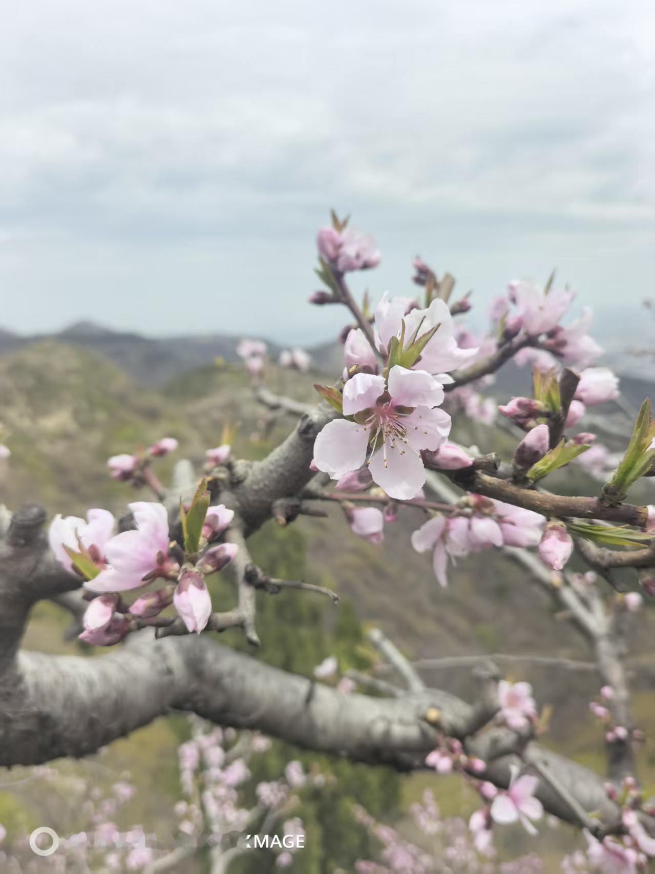 两只涨停，离回本依然遥遥无期！除非这两只都连续十个板！