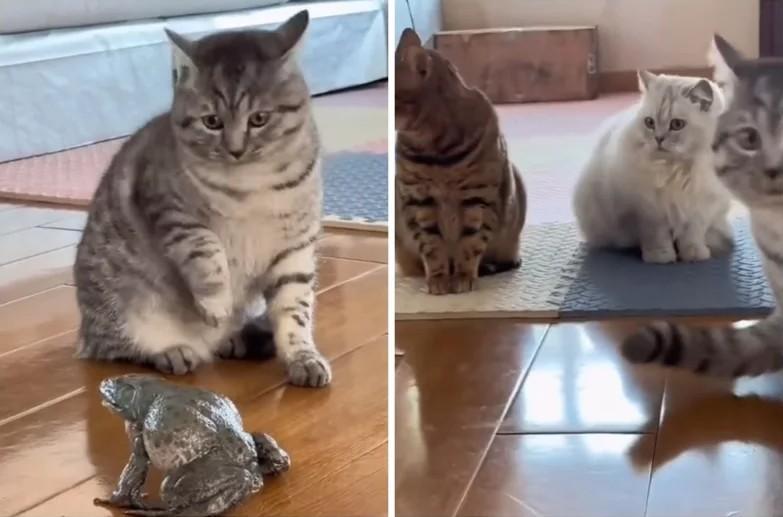 讲到喵喵叫一般会第一个联想到猫咪，没想到其他生物也会这样叫？一只美国短毛猫碰到一