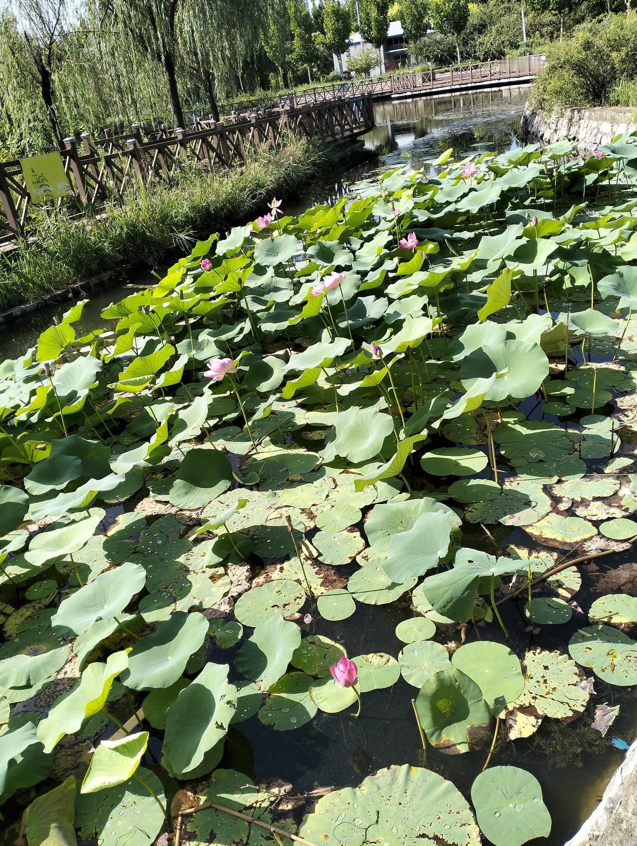 你最喜欢的一张公园景色照片满池何花是我最喜欢的一张照片，就算现在去了，也不忘看一