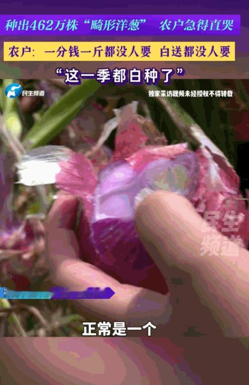 “简直无法无天！”河南开封，一众农户满心期盼一季劳作能换来丰收好光景，可地里栽种