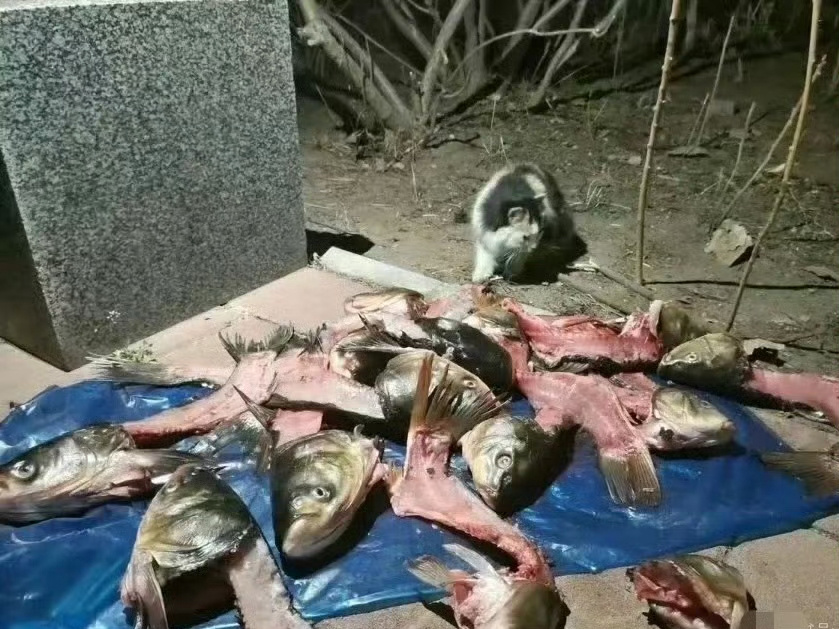 喵：这泼天的富贵有点招架不住[允悲] 