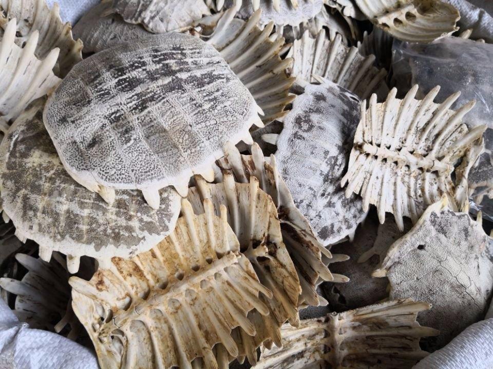 肝硬化不离一个瘀！郁金解肝瘀、鳖甲散肝络瘀、丹参通肝瘀、茯苓化湿瘀

大家好，我