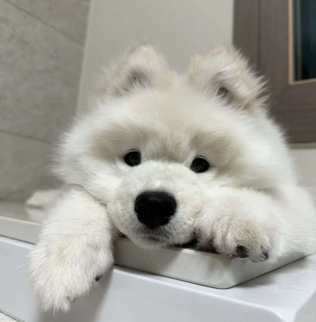 新买的玩具，除了不会说话，都挺好的