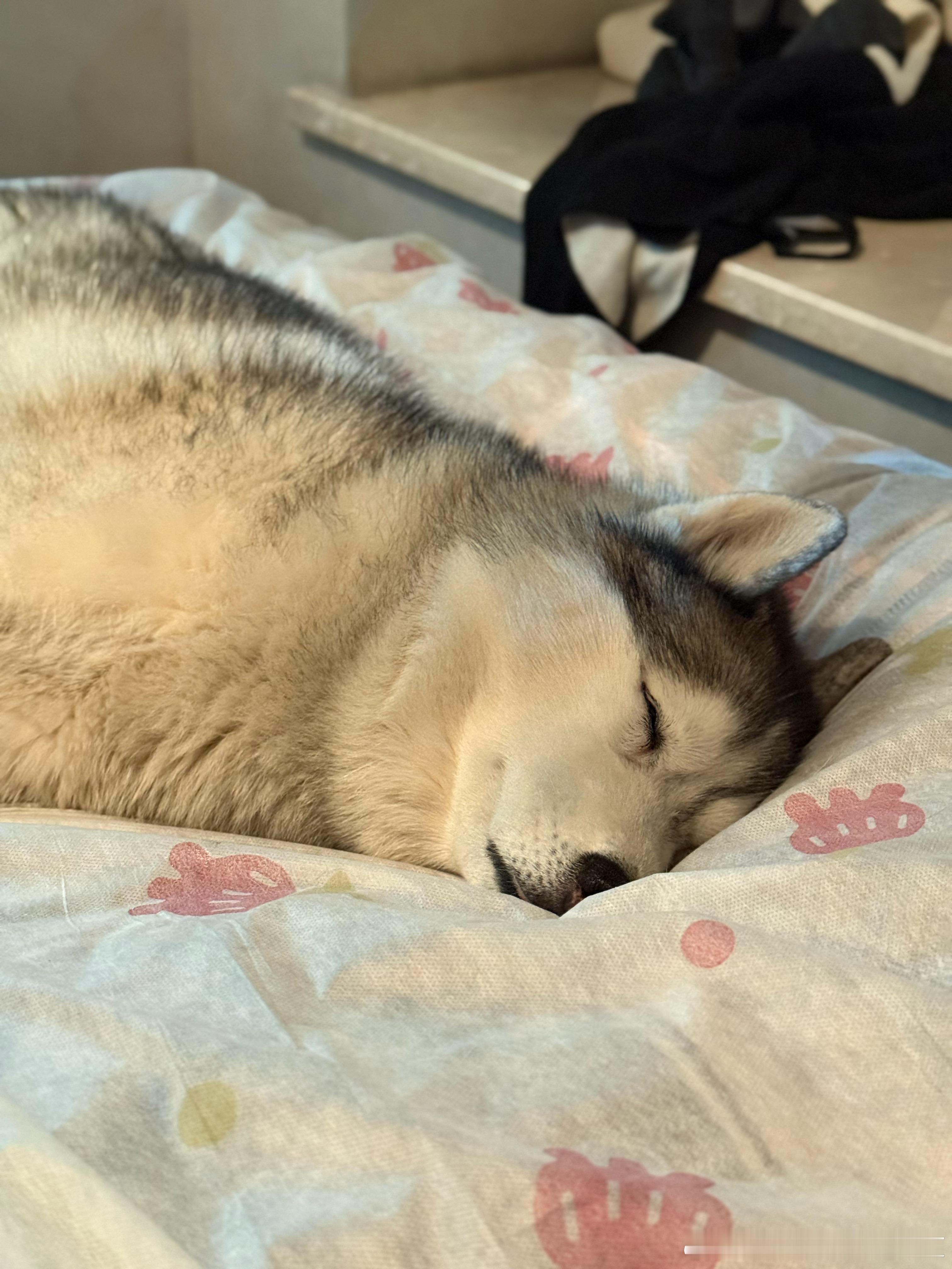 哈士奇  怎么会有小狗睡成这样啊！！！！可爱到崩溃，想上去踹她一脚