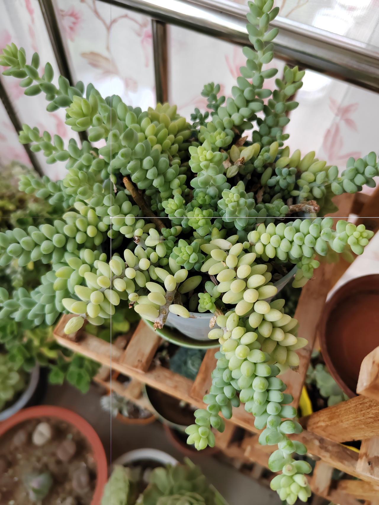 晒一晒家里养的花我很喜欢养花，特别是多肉植物