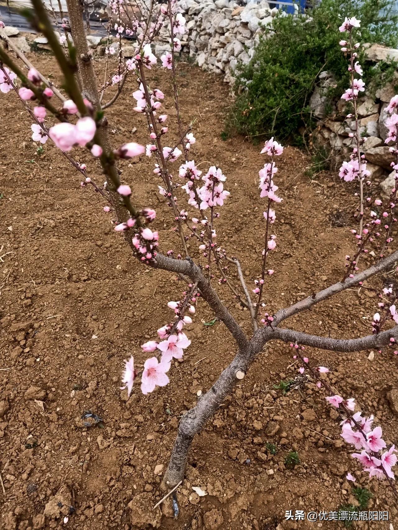 晒出你的本地生活阳春三月，春暖花开，喜气洋洋！[呲牙]