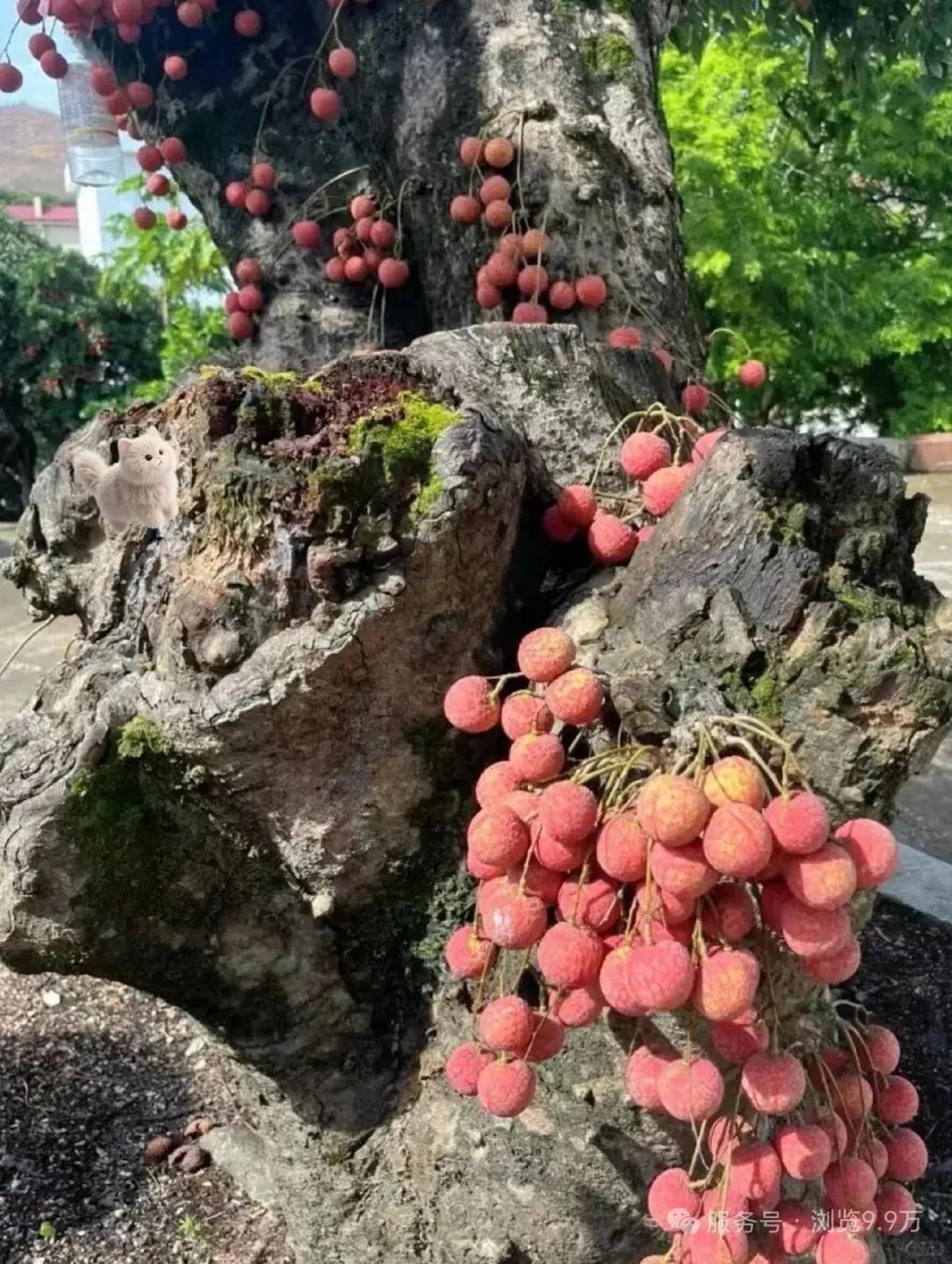 枯木逢春，荔枝树在“谢幕”前，奇迹般地结出一串串荔枝，说朋荔枝树还没有死透，还有
