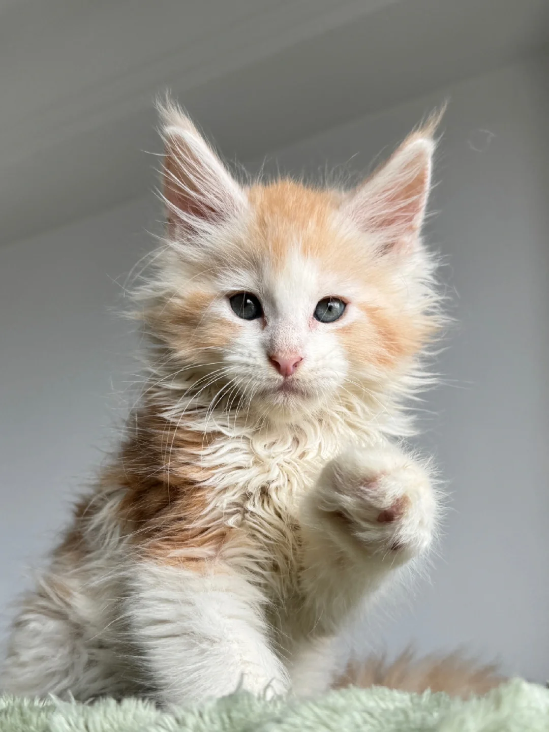 缅因｜我的凯米尔缅因弟弟