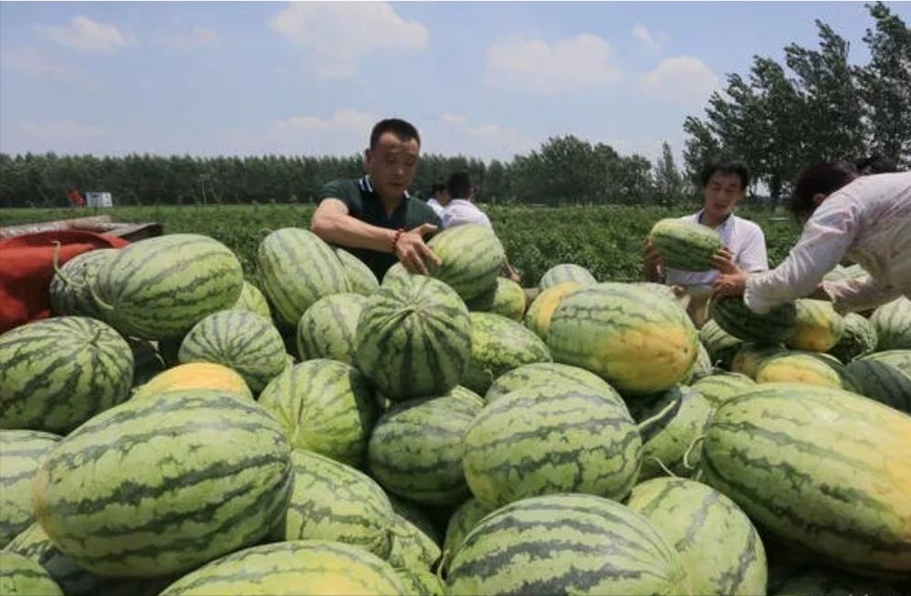 一分钱都不赚！开封小伙花重金收十万斤西瓜，拉着孕妻全白送，网友直呼格局拉满 
