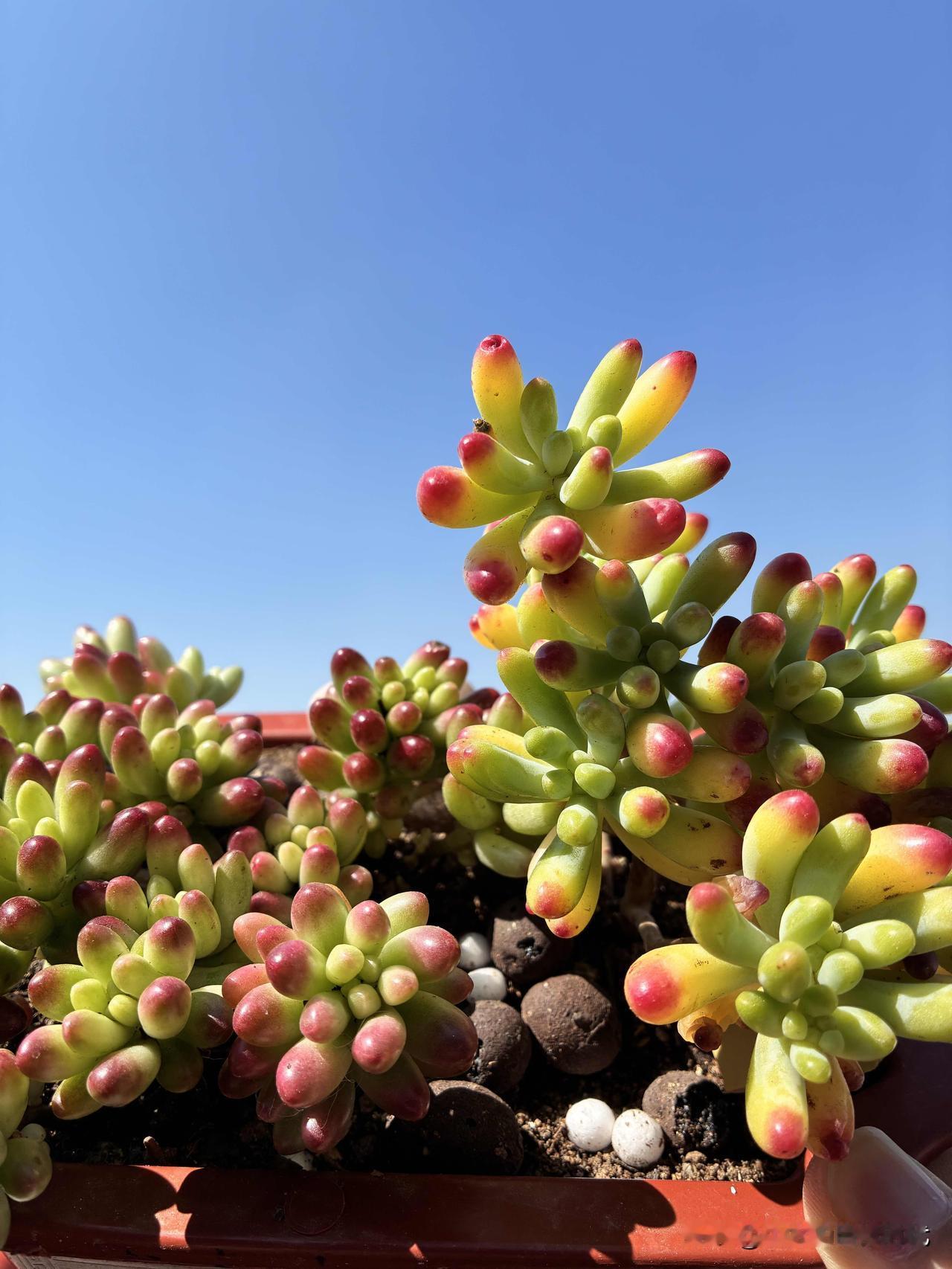 我的肉肉[尬笑]春天最美