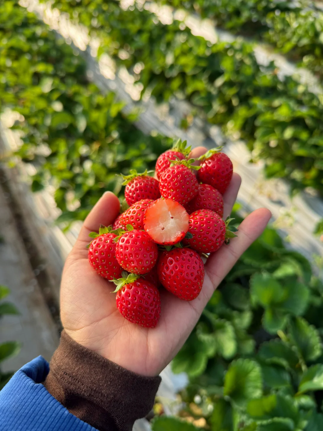 不打💊的纯甜小草莓大降价了！