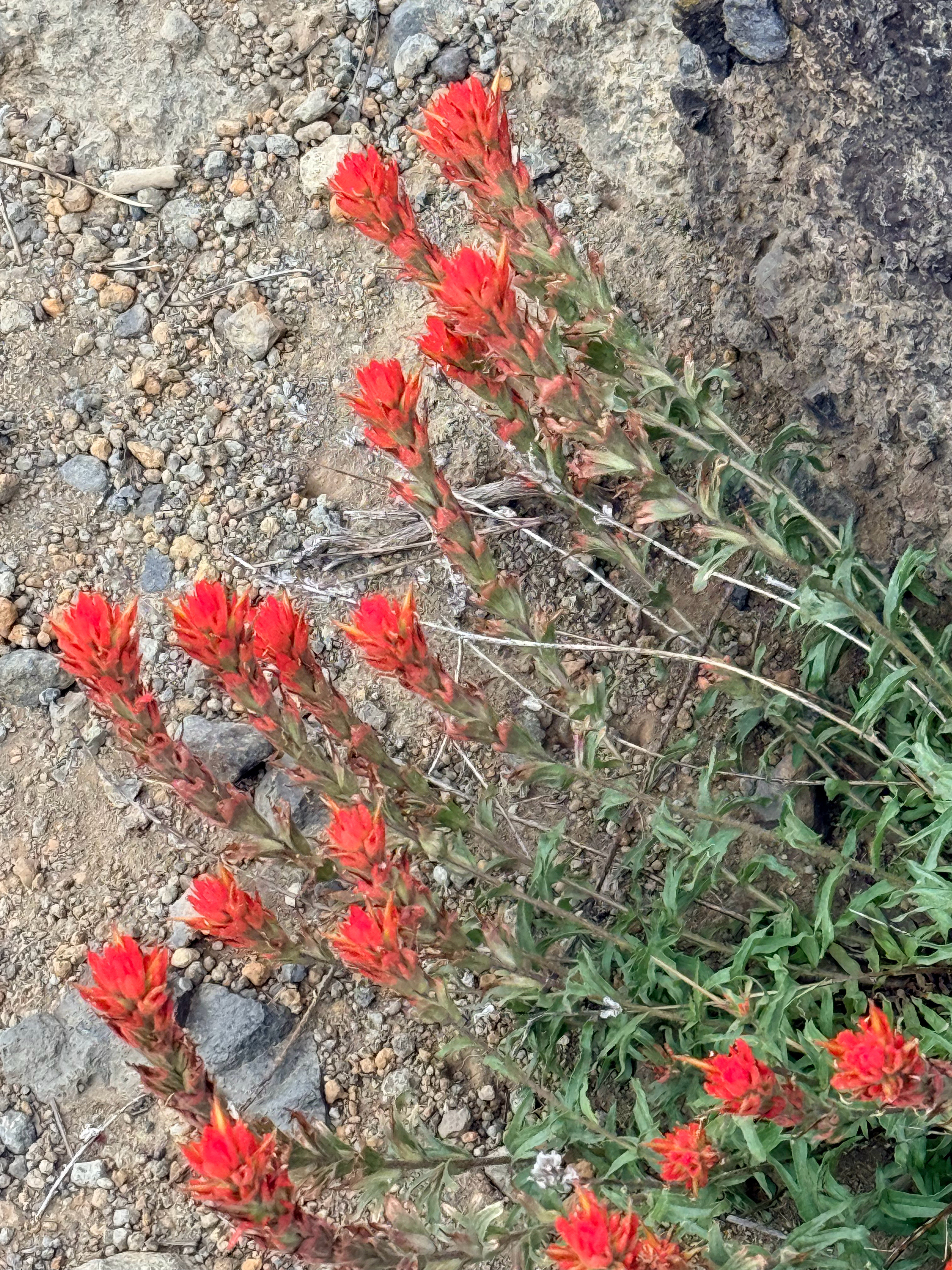 几个最近遇到的野花（和树叶） 