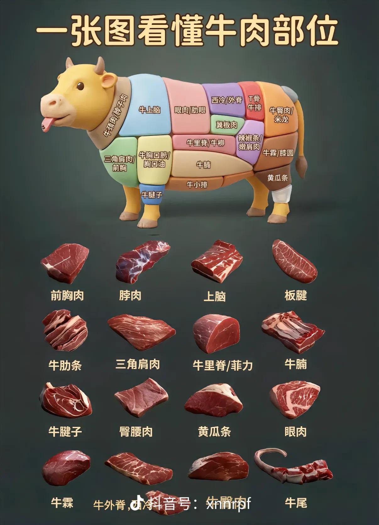 牛牛的全身部位，哪里最好吃呢？牛牛小廚