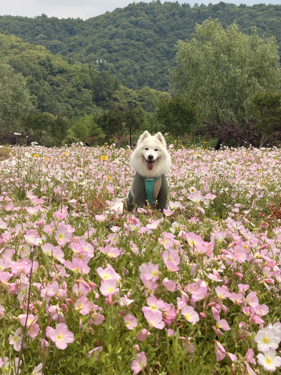 五一正是带小狗赏花的好时候