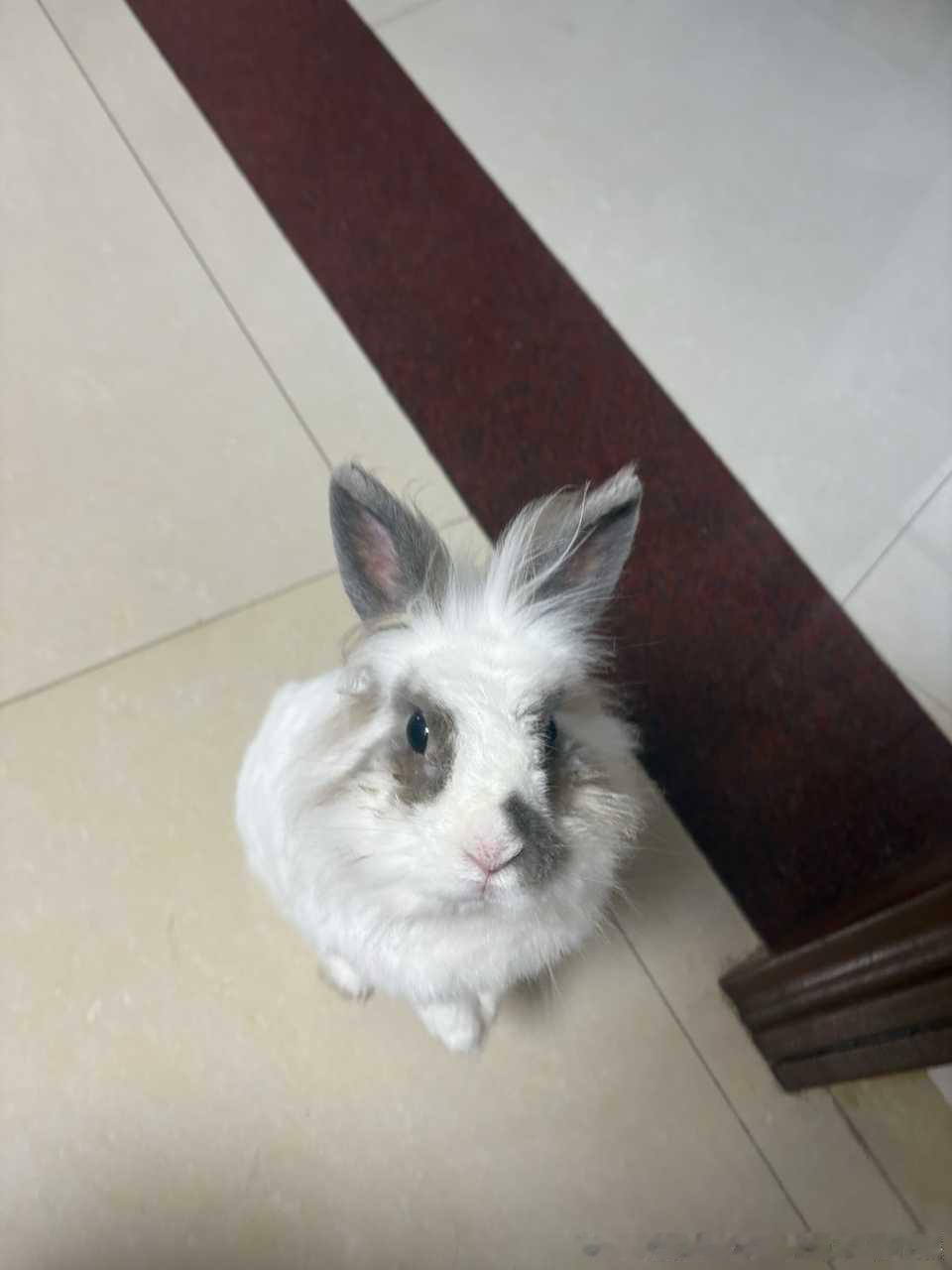14089🐇【兔不管是】站着趴着都是一个字的呆（不知道能不能顺便问下兔鼻泪管堵