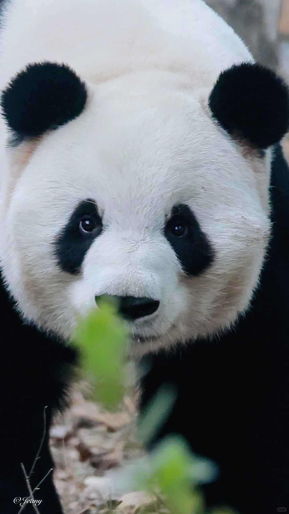 11.23萌兰🐼大兰子今晨的巡场😊有点帅😍