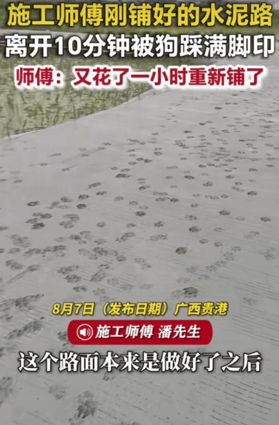 “笑不活了！”广西贵港，施工师傅刚铺好的水泥路，没想到，被狗狗踩满梅花脚印，害得