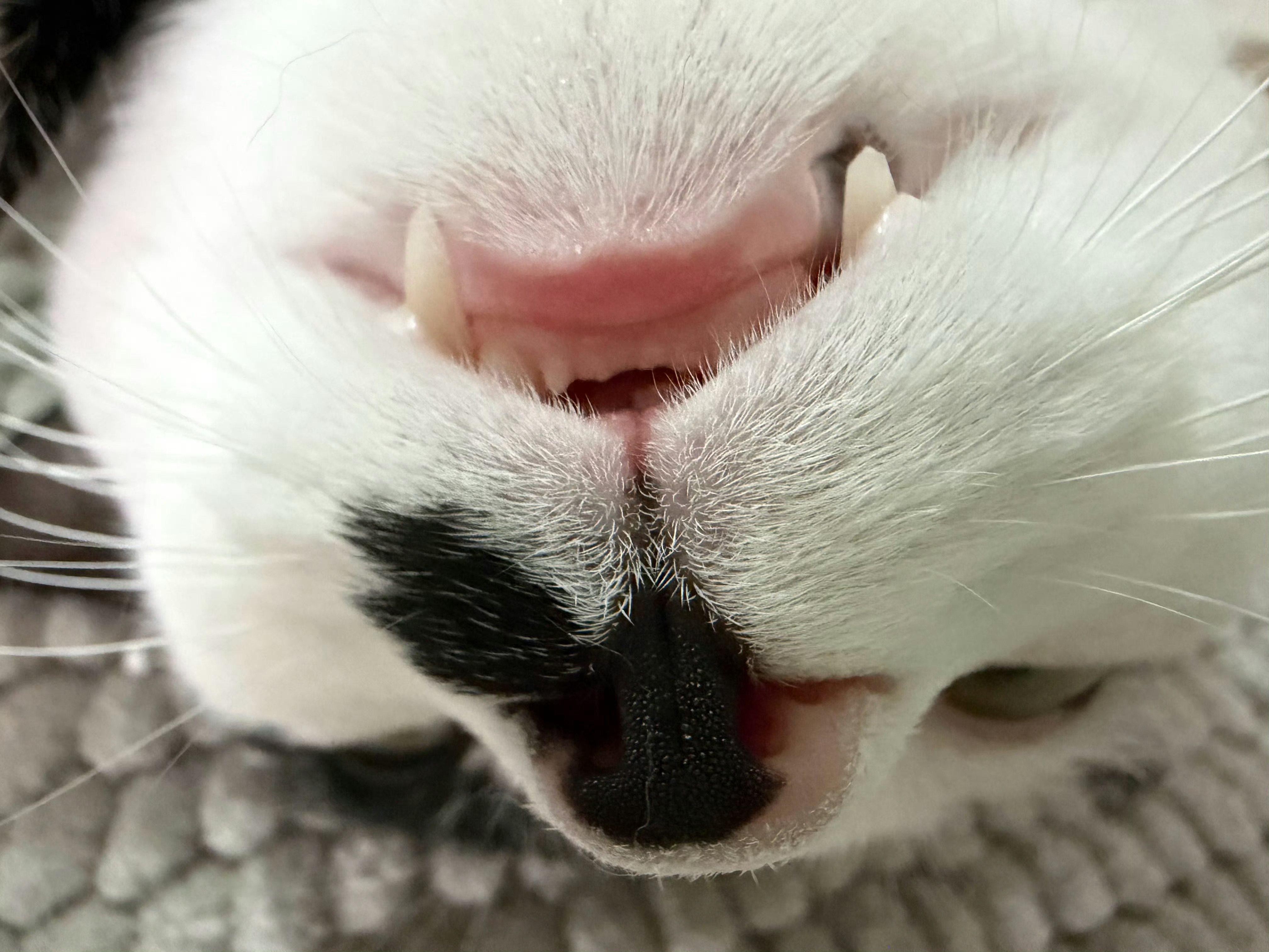 睡大觉兴趣小组，集合！daily奶牛猫 （投稿：） 