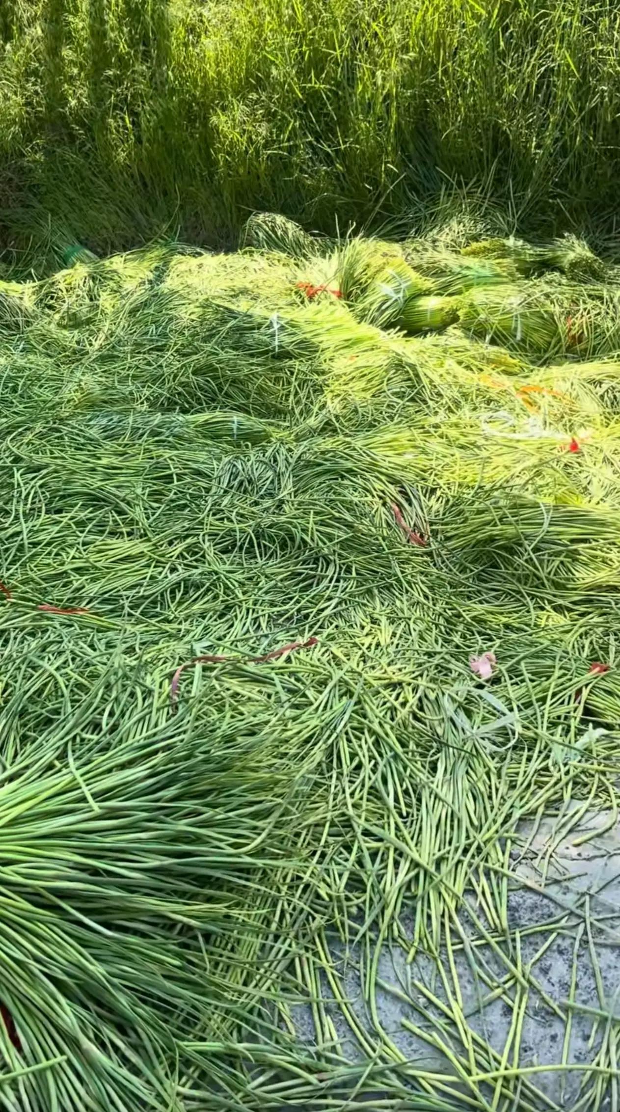 这画面看着着实扎心，而背后的真相更为残酷：这并非单纯的“吃不完”，而是一场关乎生