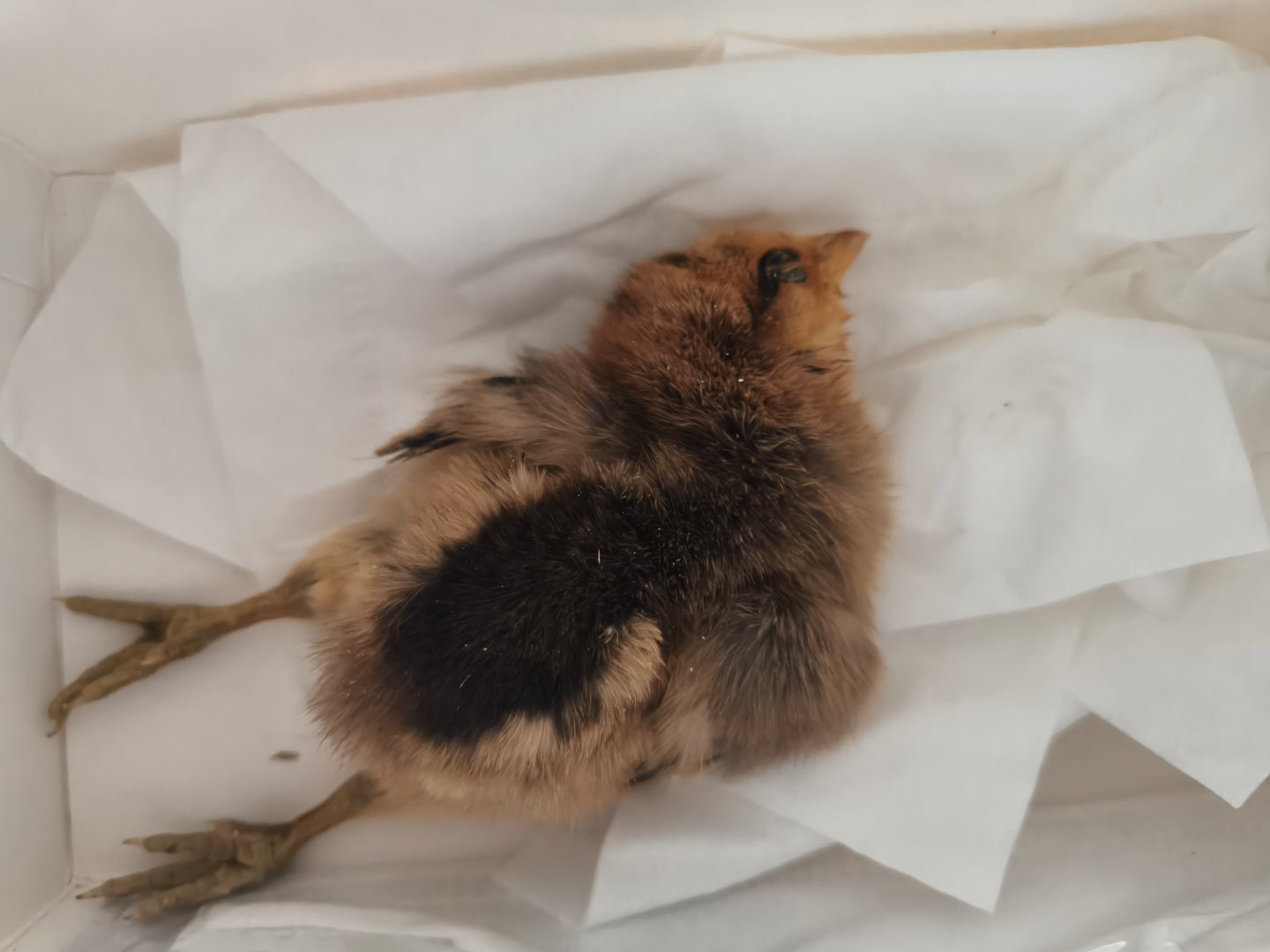 咋弄呀  小🐔要嘎了  赶紧活过来吧 