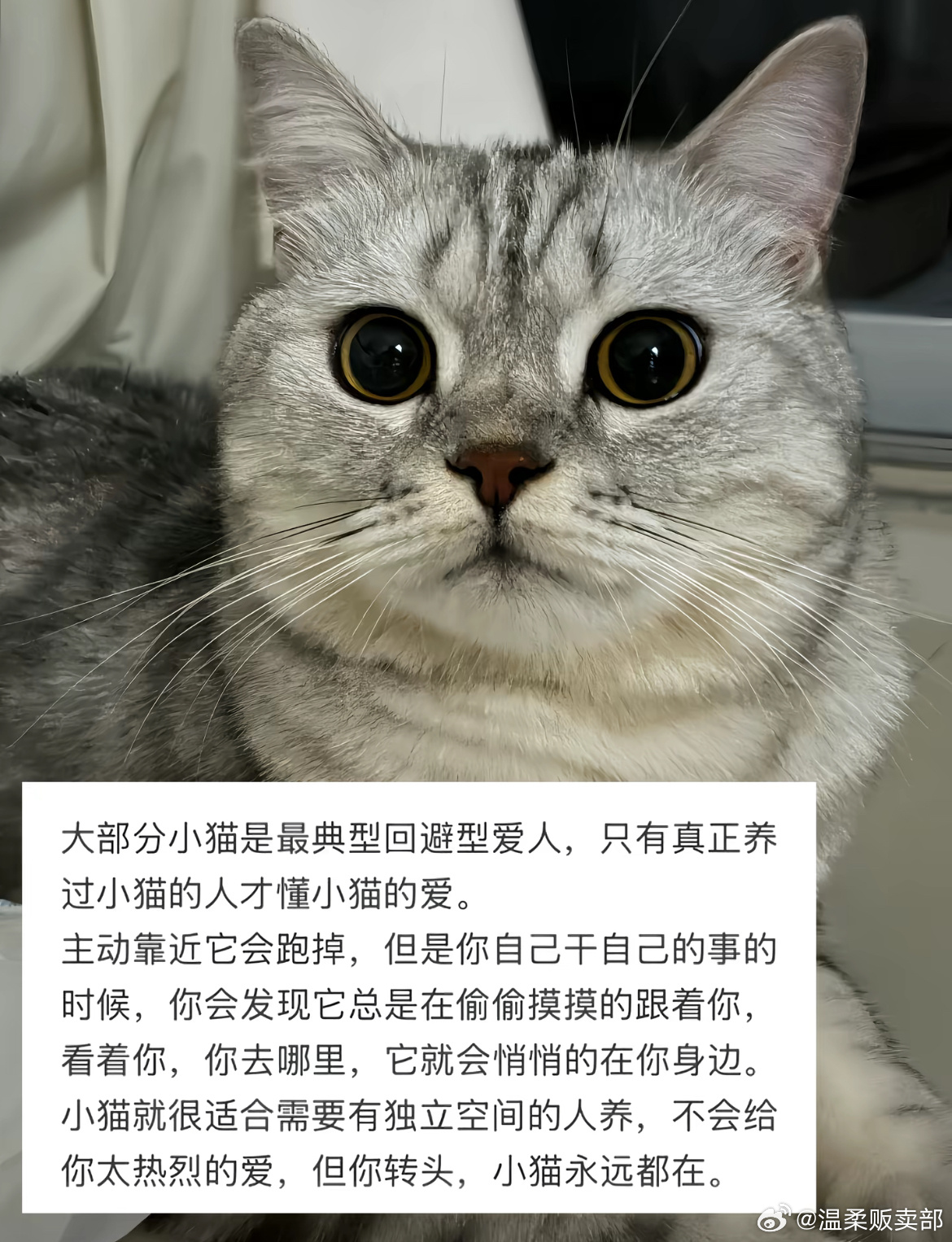 你转头小猫永远都在情感热点创作激励计划 ​​​