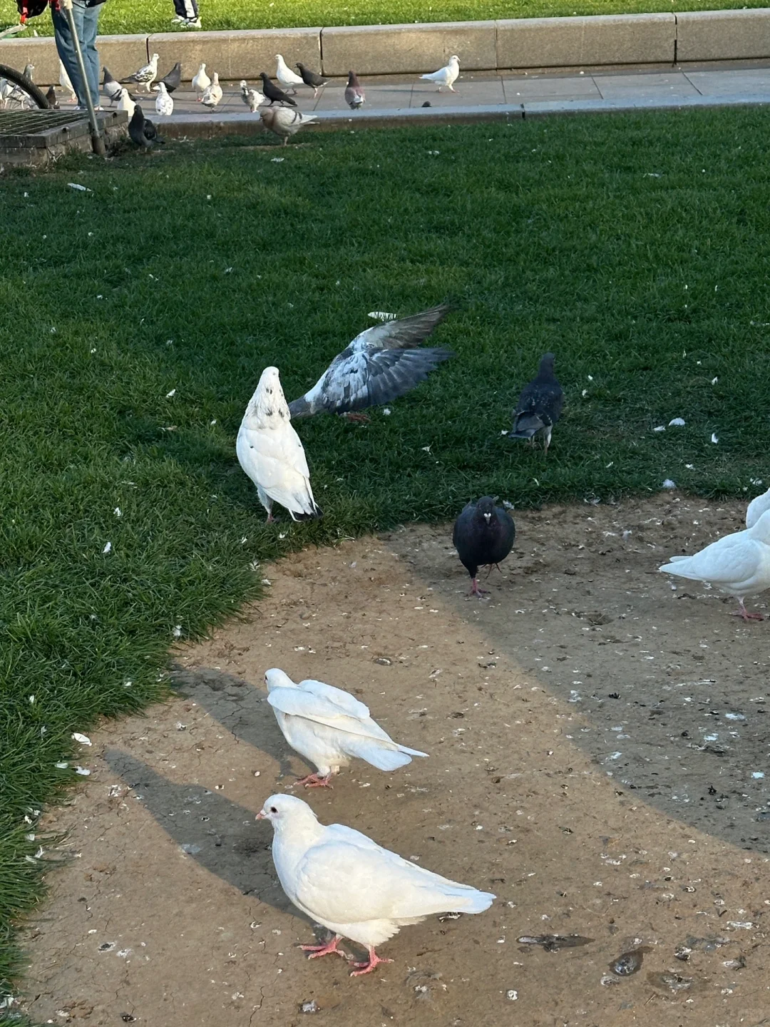 是冬天的氛围感🕊️